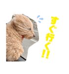 さんびきのおいぬ（個別スタンプ：4）