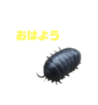 むしすたんぷ（個別スタンプ：1）