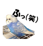 インコのくぅちゃん（個別スタンプ：7）