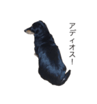 我が家の小雪(故犬)（個別スタンプ：2）