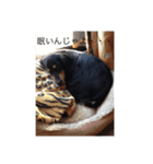 我が家の小雪(故犬)（個別スタンプ：3）
