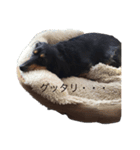 我が家の小雪(故犬)（個別スタンプ：4）
