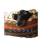 我が家の小雪(故犬)（個別スタンプ：8）