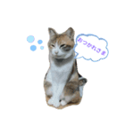 みーちゃんとあずき（個別スタンプ：1）