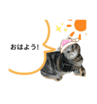 みーちゃんとあずき（個別スタンプ：3）