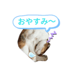 みーちゃんとあずき（個別スタンプ：4）