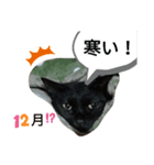 みーちゃんとあずき（個別スタンプ：5）