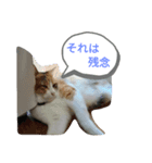 みーちゃんとあずき（個別スタンプ：6）