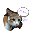 みーちゃんとあずき（個別スタンプ：8）