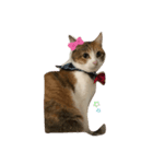 みーとあずき（個別スタンプ：3）