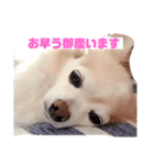 レン君のご挨拶（個別スタンプ：1）