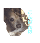 レン君のご挨拶（個別スタンプ：3）
