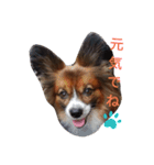 パピヨンの福丸くん！（個別スタンプ：2）