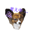 パピヨンの福丸くん！（個別スタンプ：7）