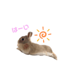 りんちゃんとちるしよ（個別スタンプ：1）