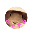 りんちゃんとちるしよ（個別スタンプ：3）