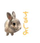 りんちゃんとちるしよ（個別スタンプ：5）