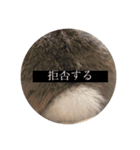 りんちゃんとちるしよ（個別スタンプ：6）