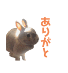りんちゃんとちるしよ（個別スタンプ：8）