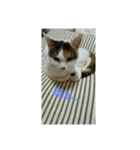 動物可愛い（個別スタンプ：2）