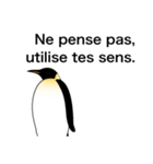 ダンディペンギン フランス語版（個別スタンプ：13）