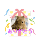 デグー『まる』のメッセージスタンプ2（個別スタンプ：8）