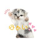 もなくるにこあず2（個別スタンプ：3）