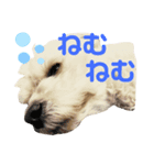 もなくるにこあず2（個別スタンプ：4）