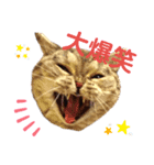 猫のまちこスタンプ（個別スタンプ：2）