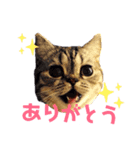 猫のまちこスタンプ（個別スタンプ：3）