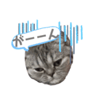 猫のまちこスタンプ（個別スタンプ：5）