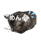 猫のまちこスタンプ（個別スタンプ：6）