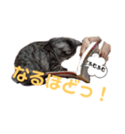 猫のまちこスタンプ（個別スタンプ：8）