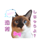 ダイアナスタイル.1（個別スタンプ：1）