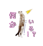 ダイアナスタイル.1（個別スタンプ：3）