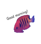 海水魚～海の仲間たち～（個別スタンプ：1）