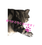 にゃにゃこ日常（個別スタンプ：4）