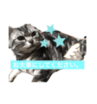 にゃにゃこ日常（個別スタンプ：6）