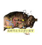 にゃにゃこ日常（個別スタンプ：7）