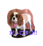 のあけん（個別スタンプ：5）