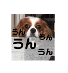 のあけん（個別スタンプ：7）