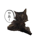 みかんの日常生活（個別スタンプ：2）