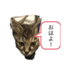 みかんの日常生活（個別スタンプ：4）