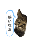 みかんの日常生活（個別スタンプ：5）
