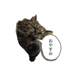 みかんの日常生活（個別スタンプ：6）