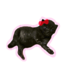 黒猫のもふ ②（個別スタンプ：1）