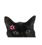 黒猫のもふ ②（個別スタンプ：2）