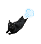 黒猫のもふ ②（個別スタンプ：3）