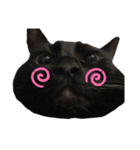 黒猫のもふ ②（個別スタンプ：5）