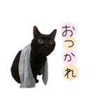 黒猫のもふ ②（個別スタンプ：7）